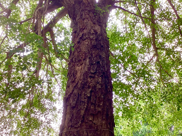 學生攝影作品欣賞：隱士舞雙