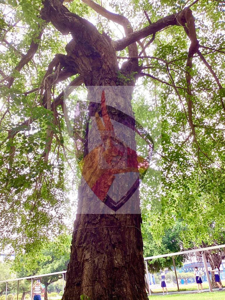 學生攝影作品欣賞：隱士舞雙