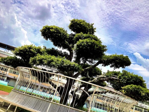 學生攝影作品欣賞：百年婉約