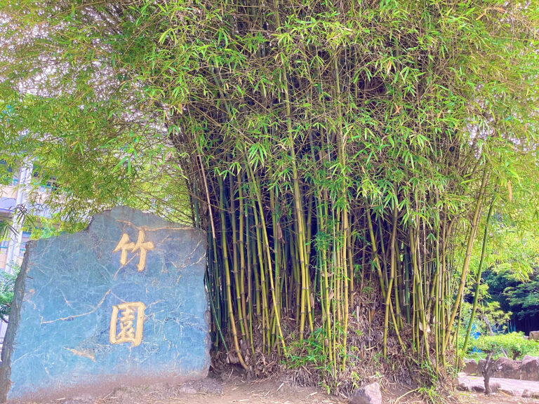 學生攝影作品欣賞：竹夢薰風